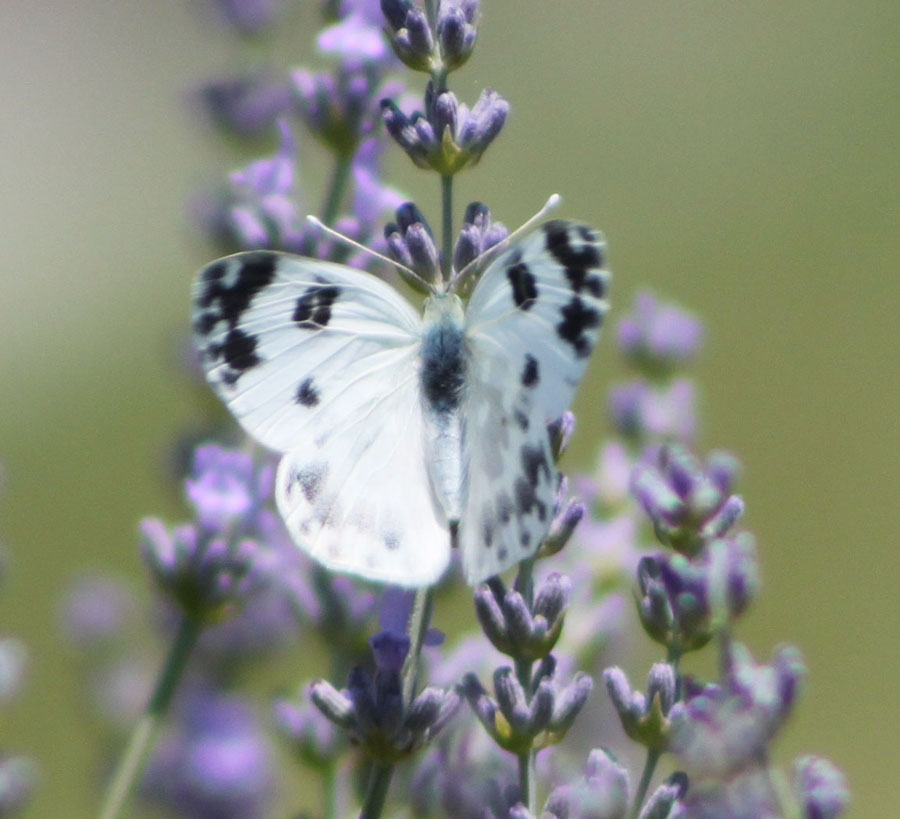 Pontia edusa ?